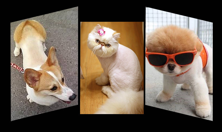 Cortapelos inalámbrico para mascotas P56